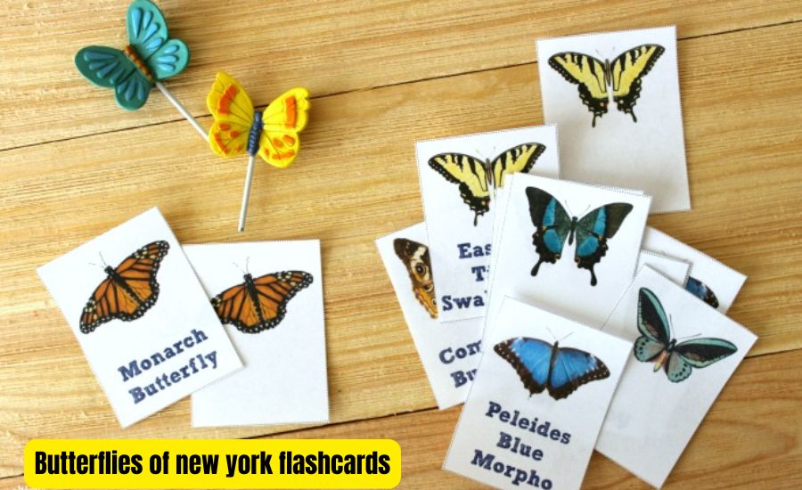 butterflies of new york flashcards