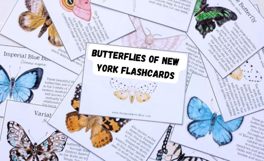 butterflies of new york flashcards