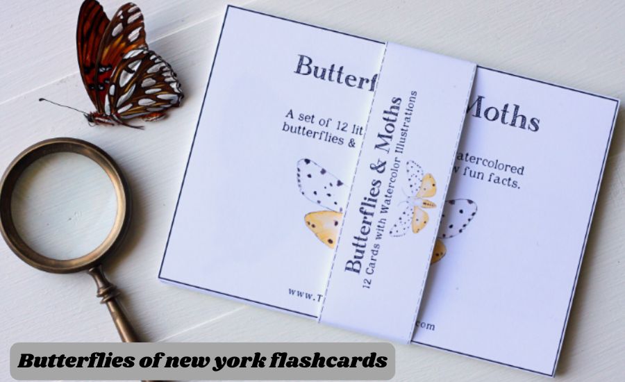 butterflies of new york flashcards