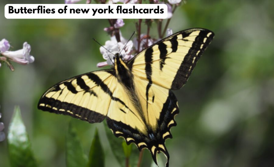 butterflies of new york flashcards