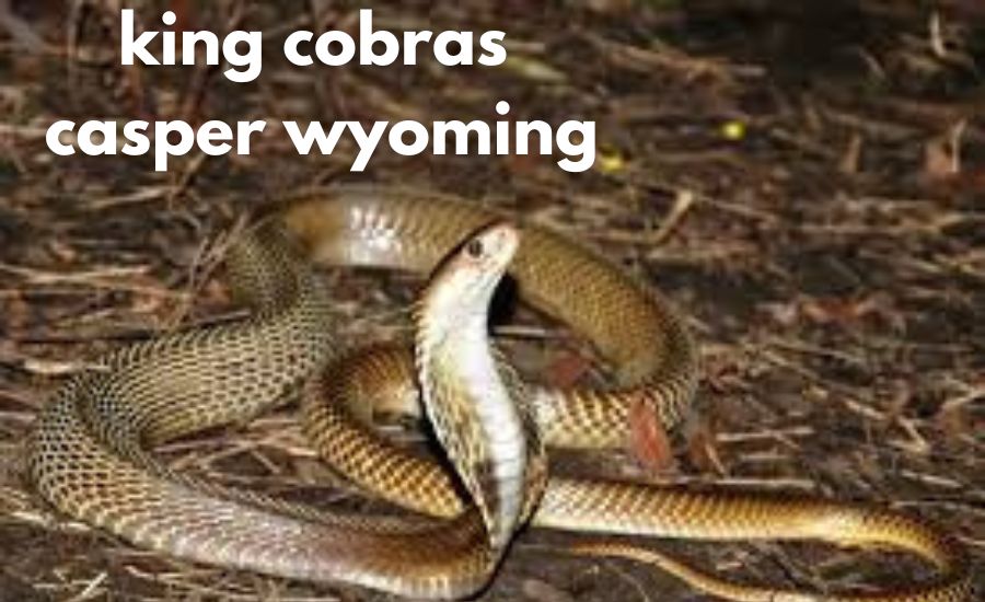 king cobras casper wyoming