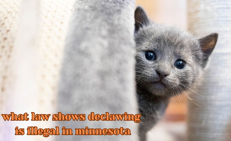 what law shows declawing is illegal in minnesota