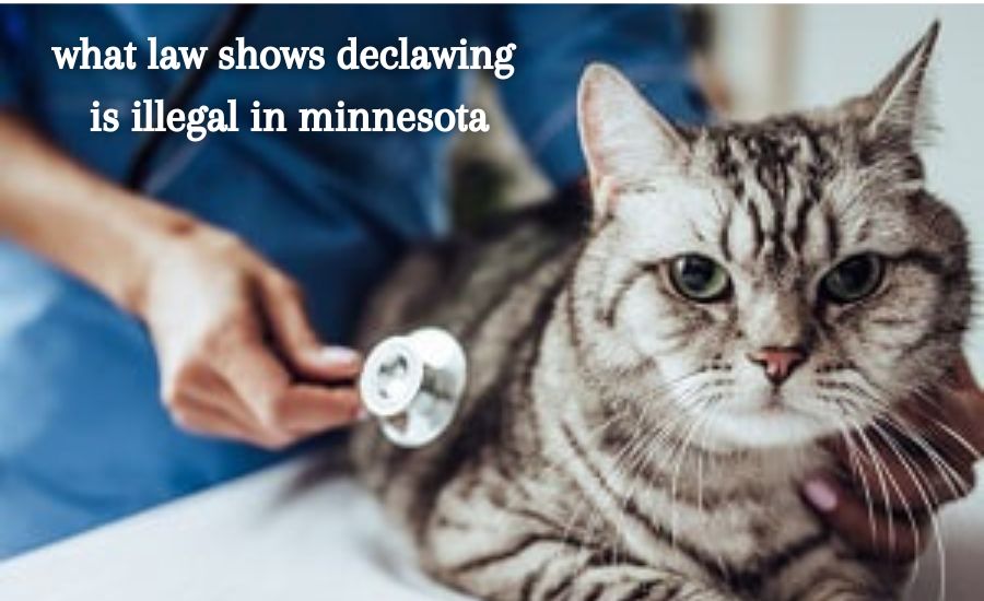 what law shows declawing is illegal in minnesota