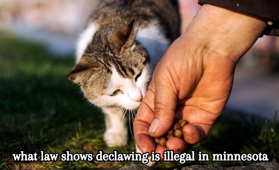 what law shows declawing is illegal in minnesota