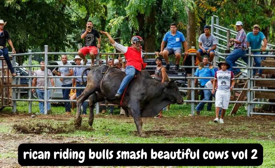 rican riding bulls smash beautiful cows vol 2