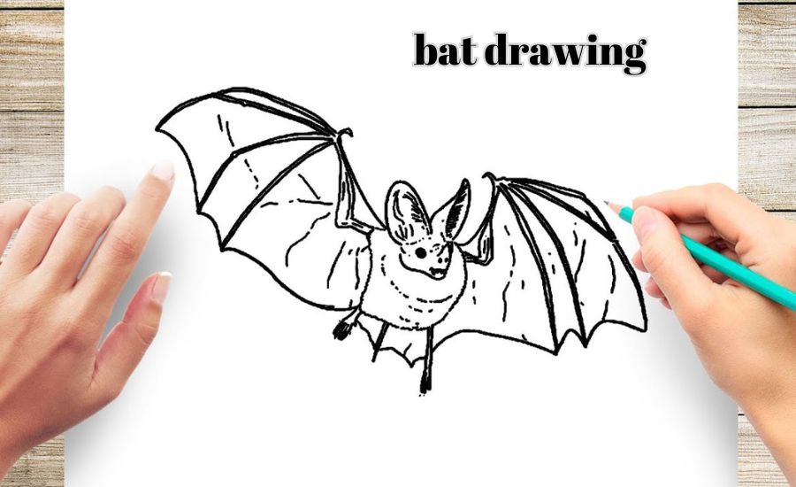 bat drawing