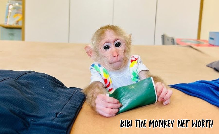 bibi the monkey net worth