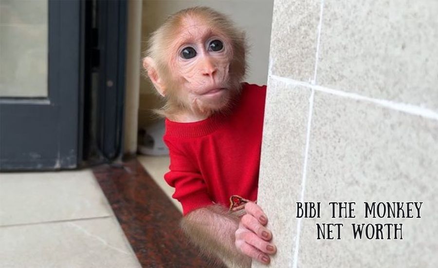 bibi the monkey net worth