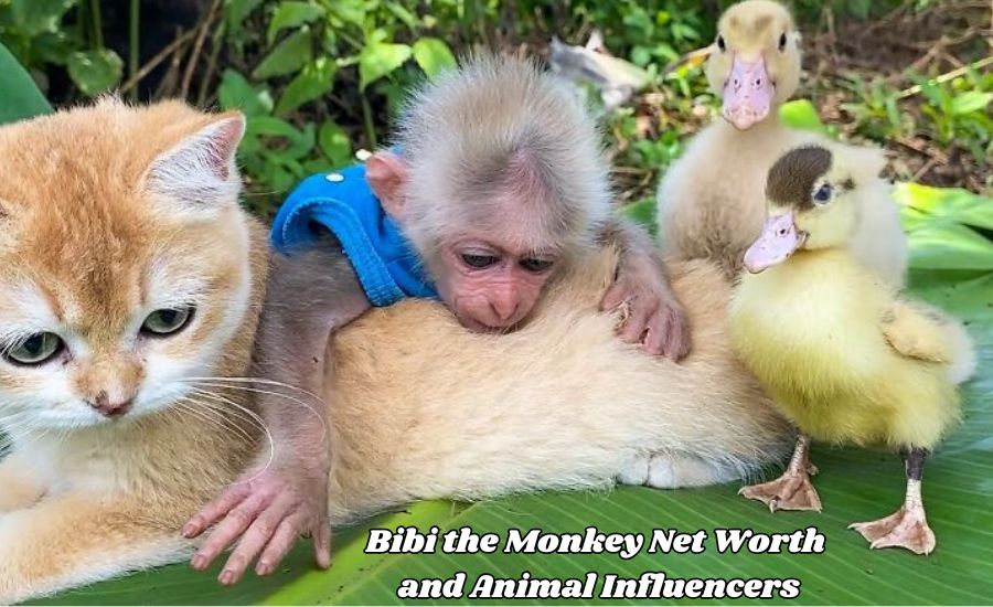 bibi the monkey net worth