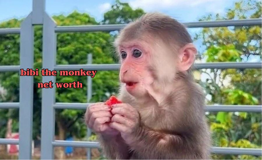 bibi the monkey net worth