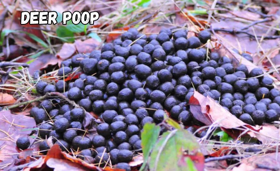 deer poop